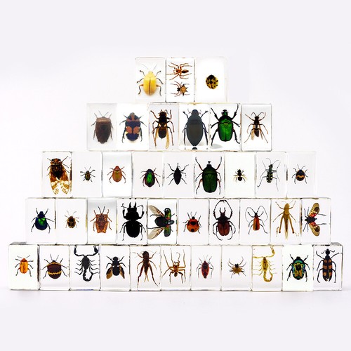 Pcs insect resin - 20,